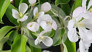 White flowers apple blossom. Branch with white flowers flowering. Time lapse.