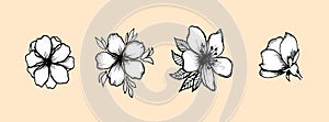 White flowers of apple, cherry, peach isolated on pink background. Hand-drawn buds, petals. Blooming botanical elements