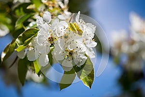 White flowers of an apple tree against a blue sky. Spring flowering of fragrant plants. Warm, sunny day.