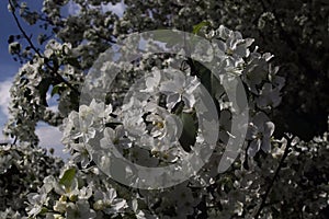 White flowers of apple tree against blured background