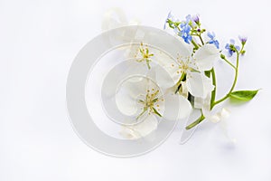 White flowers of apple tree, blue forget me nots, lilac, on white background