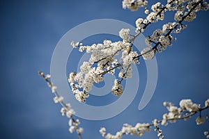 white flowers on apple tree on blue sky background