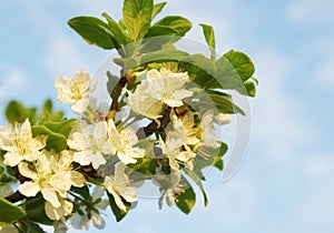 White flowers of an apple tree on a branch against a blue sky, selective focus, close-up