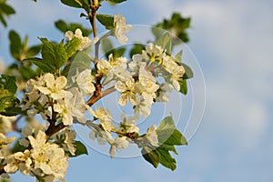 White flowers of an apple tree on a branch against a blue sky, selective focus, close-up