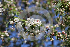 white flowers of an apple tree on a branch with green leaves against a blue sky