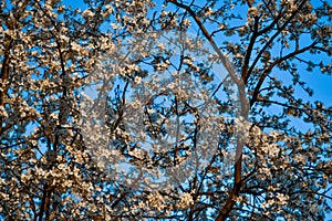 White flowers of apple tree on branches of blooming spring tree in light of sun, clear blue sky