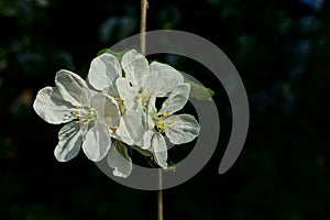 White flowers on a thin branch on a black background