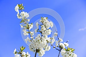 White flowers of apple trees spring landscape. Blossoming tree with white flowers in spring