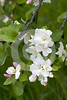 White flowers on appletree