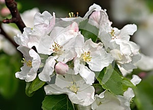White flowers on appletree