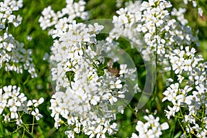 White flowers of Arabidopsis halleri photo