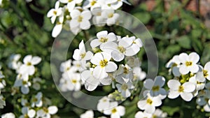 White flowers (Arabis alpina caucasica)