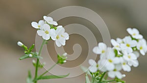 White flowers arabis alpina caucasica. Lobularia maritima. Macro view. photo