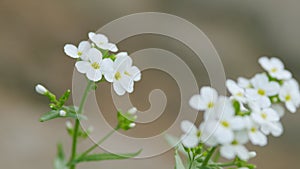 White flowers arabis alpina caucasica. Lobularia maritima. Macro view.