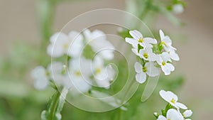 White flowers arabis alpina caucasica. Lobularia maritima. Slow motion.
