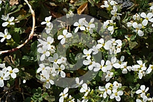 White flowers of Arabis caucasica in spring. Berlin, Germany