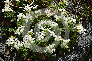 White flowers of Arabis caucasica in spring. Berlin, Germany