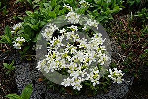 White flowers of Arabis caucasica in spring. Berlin, Germany