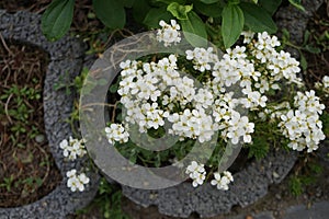 White flowers of Arabis caucasica in spring. Berlin, Germany