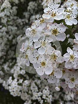 White flowers. aromatic and medicinal flowers