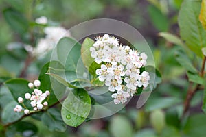 White flowers of aronia melanocarpa. chokeberry wet from raindrops. beautiful spring background