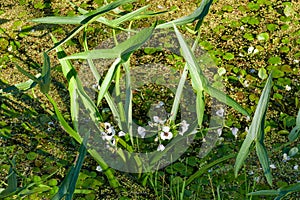 White flowers and arrow shaped leaves of Arrowhead