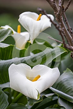 White flowers of an arum lily (zantedeschia aethiopica), native to southern Africa