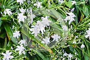 white flowers of asiatic lily in spring rain