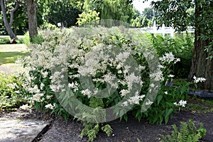 White flowers of Astilbe Japonica Deutschland False Spirea in the park.