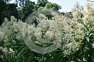White flowers of Astilbe Japonica Deutschland False Spirea in the park.