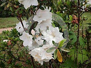 White flowers attached to a tree branch