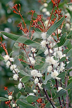 White flowers of the Australian native Finger Hakea, Hakea dactyloides
