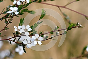 White flowers of the Australian native Flaky Barked Tea Tree, Gaudium trinervium, family Myrtaceae