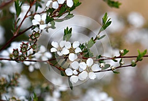 White flowers of the Australian native Flaky Barked Tea Tree, Gaudium trinervium, family Myrtaceae