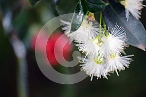 White flowers of the Australian native rainforest Red Apple Lilly Pilly, Syzygium ingens photo