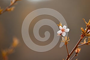 White flowers in the autumn tone. Beautiful flowers on the backdrop of the autumn