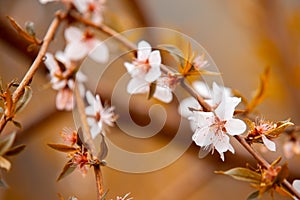 White flowers in the autumn tone. Beautiful flowers on the backdrop of the autumn