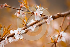 White flowers in the autumn tone. Beautiful flowers on the backdrop of the autumn