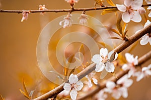 White flowers in the autumn tone. Beautiful flowers on the backdrop of the autumn