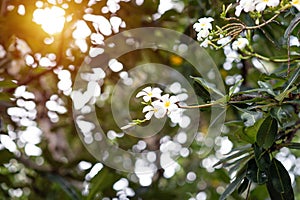 The white flowers on the back are light