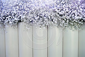 White flowers backdrop