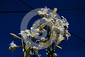 white flowers on background of blue sky, digital photo picture as a background
