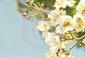 White flowers background closeup
