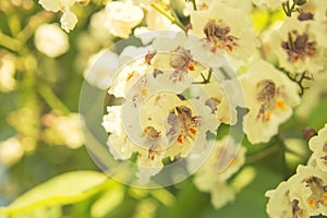 White flowers background closeup