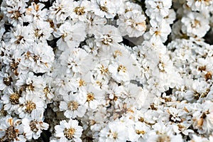 White flowers background, latin name Achillea Ptarmica The Pearl, selective focus