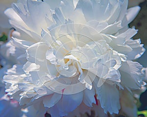 White flowers background. Macro of white petals texture.