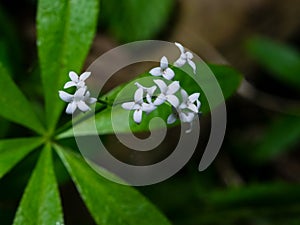 White flowers on Bedstraw or Galium, blooming in dark forest, macro with bokeh background, selective focus, shallow DOF