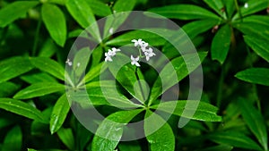 White flowers on Bedstraw or Galium, blooming in dark forest, macro with bokeh background, selective focus, shallow DOF