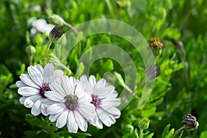 White flowers and a bee, chamomile grass, spring in Greece. beautiful wallpaper