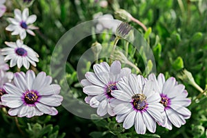 White flowers and a bee, chamomile grass, spring in Greece. beautiful wallpaper